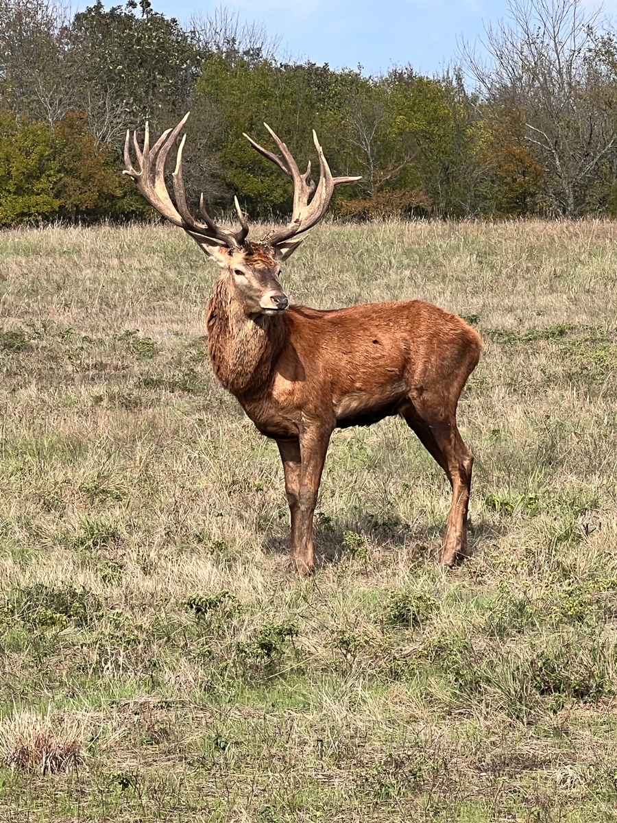 Trophy Red Stag Hunts